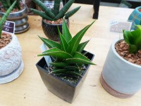 多肉植物・サボテンの紹介
