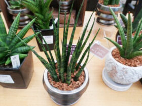 多肉植物・サボテンの紹介