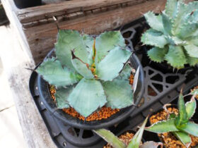 多肉植物・サボテンの紹介