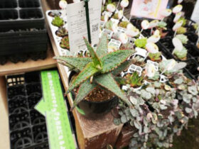 多肉植物・サボテンの紹介