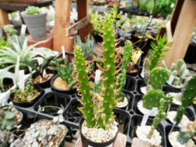 多肉植物・サボテンの紹介