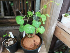 多肉植物・サボテンの紹介