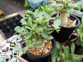 多肉植物・サボテンの紹介