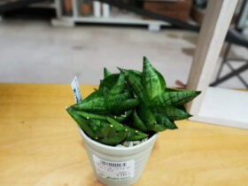 多肉植物・サボテンの紹介