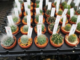 多肉植物・サボテンの紹介