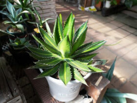 多肉植物・サボテンの紹介