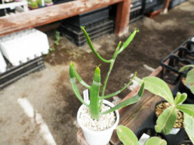 多肉植物・サボテンの紹介