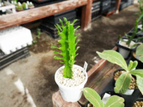 多肉植物・サボテンの紹介