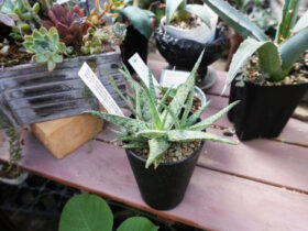 多肉植物・サボテンの紹介