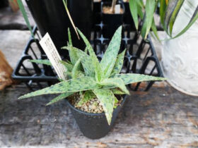 多肉植物・サボテンの紹介