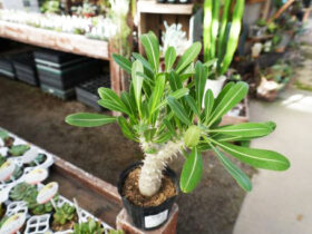 多肉植物・サボテンの紹介