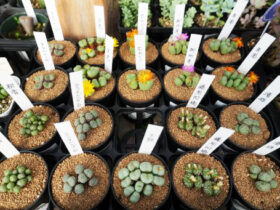 多肉植物・サボテンの紹介