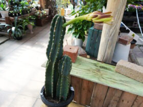 多肉植物・サボテンの紹介