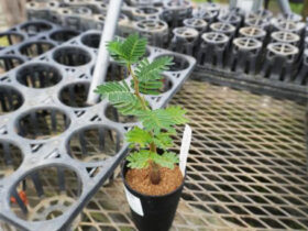 多肉植物・サボテンの紹介