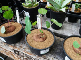 多肉植物・サボテンの紹介