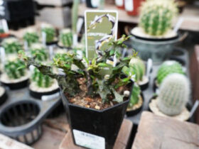 多肉植物・サボテンの紹介