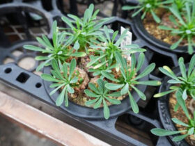 多肉植物・サボテンの紹介