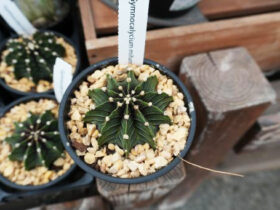 多肉植物・サボテンの紹介