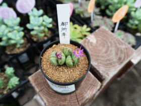 多肉植物・サボテンの紹介