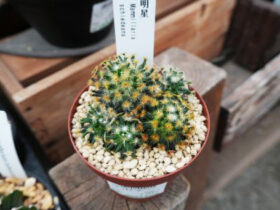 多肉植物・サボテンの紹介