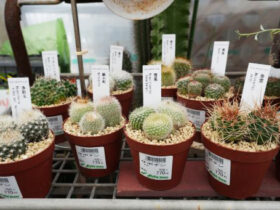 多肉植物・サボテンの紹介