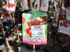 ３月入荷中 果樹苗の紹介