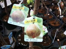 ３月入荷中 果樹苗の紹介