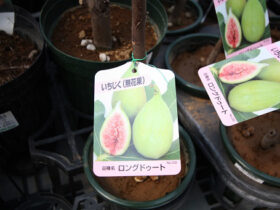 ３月入荷中 果樹苗の紹介