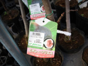 ３月入荷中 果樹苗の紹介