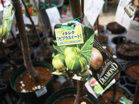 ３月入荷中 果樹苗の紹介