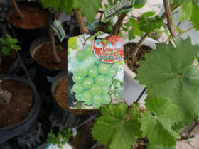 ６月入荷中 果樹苗の紹介