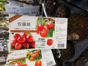 ３月入荷中 果樹苗の紹介