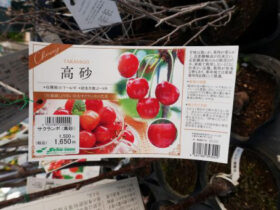 ３月入荷中 果樹苗の紹介