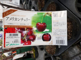 ３月入荷中 果樹苗の紹介