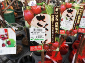 ３月入荷中 果樹苗の紹介