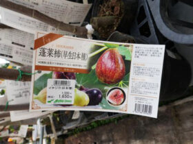 ３月入荷中 果樹苗の紹介