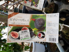 ３月入荷中 果樹苗の紹介