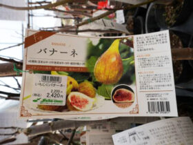 ３月入荷中 果樹苗の紹介