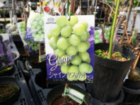 ３月入荷中 果樹苗の紹介