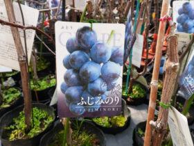 ３月入荷中 果樹苗の紹介