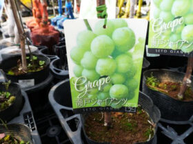 ３月入荷中 果樹苗の紹介