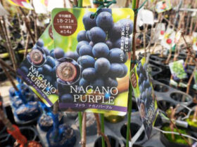 ３月入荷中 果樹苗の紹介