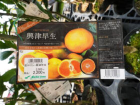 ３月入荷中 果樹苗の紹介