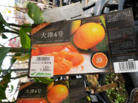 ３月入荷中 果樹苗の紹介