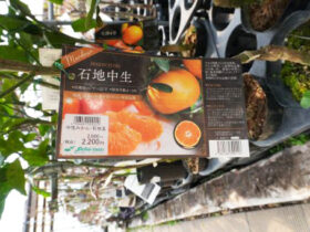 ３月入荷中 果樹苗の紹介