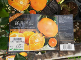 ３月入荷中 果樹苗の紹介