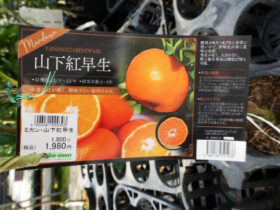 ３月入荷中 果樹苗の紹介