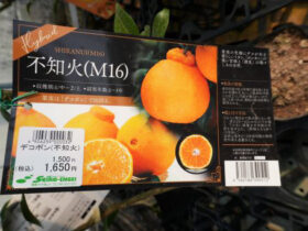 ３月入荷中 果樹苗の紹介