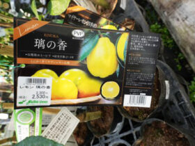 ３月入荷中 果樹苗の紹介