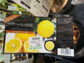 ３月入荷中 果樹苗の紹介